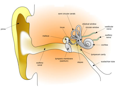 anatomia dell'orecchio umano